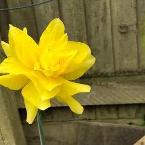 Golden Ducat Daffodil (Narcissus Golden Ducat) Img 5